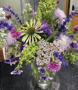 Centaurea, Aloha Rosa Packet