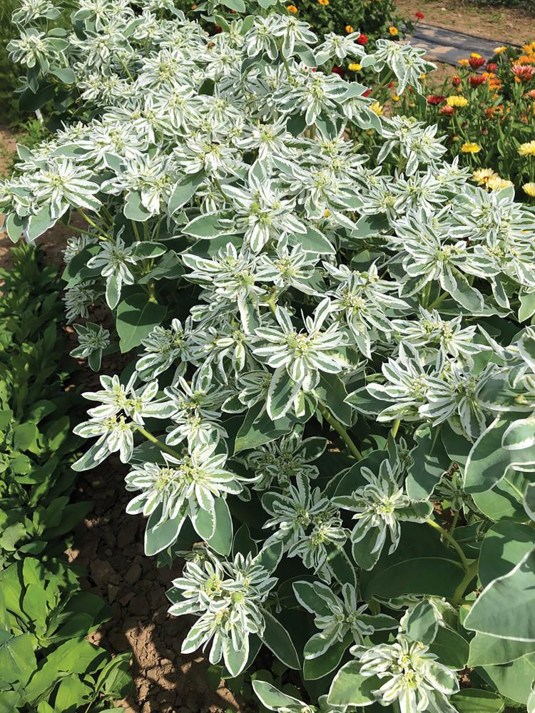 Euphorbia, Kilimanjaro Packet