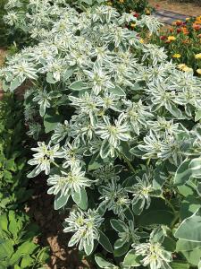 Euphorbia, Kilimanjaro Packet