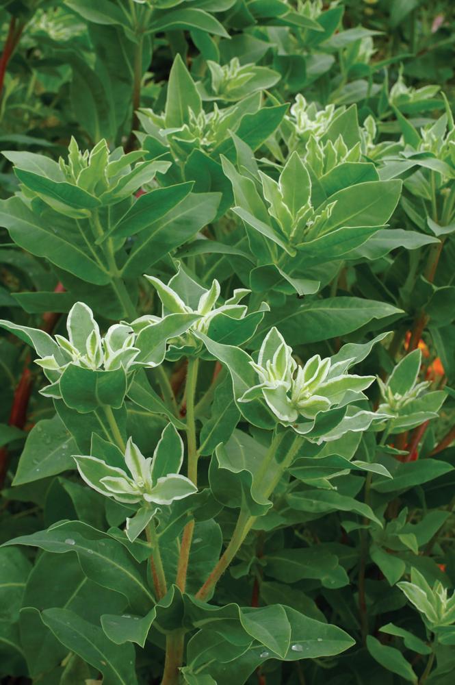 Euphorbia, Kilimanjaro Packet