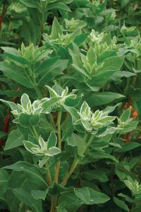 Euphorbia, Kilimanjaro Packet