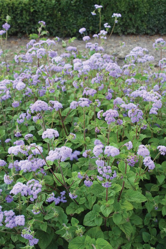 Ageratum, Bouquet Blue QIS Packet