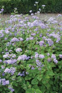 Ageratum, Bouquet Blue QIS Packet