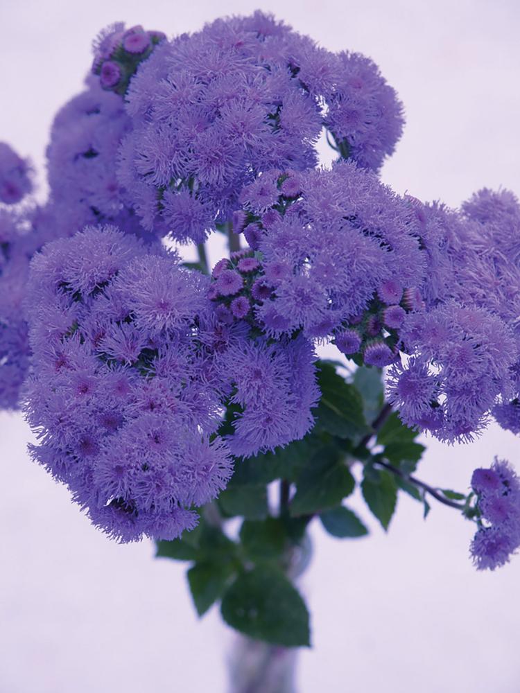 Ageratum, Bouquet Blue QIS Packet