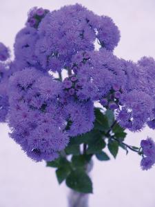 Ageratum, Bouquet Blue QIS Packet