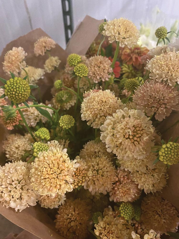 Scabiosa, Fata Morgana Packet