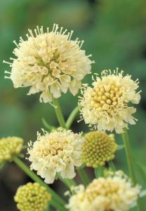 Scabiosa, Fata Morgana Packet