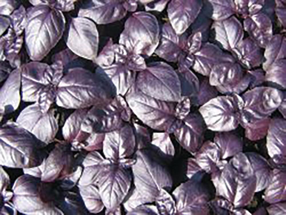 Basil, Crimson King 1000 seeds