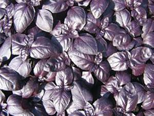 Basil, Crimson King 1000 seeds