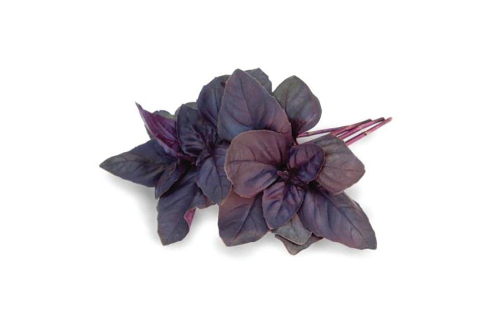 Basil, Crimson King 1000 seeds