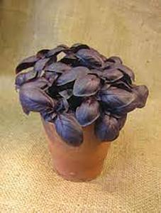 Basil, Crimson King 1000 seeds