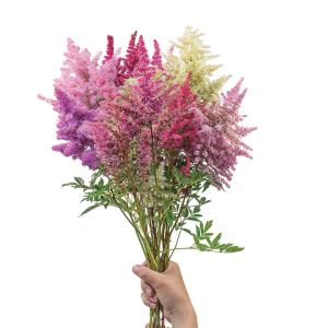 Astilbe, Rhapsody Mix Packet