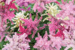 Astilbe, Rhapsody Mix Packet