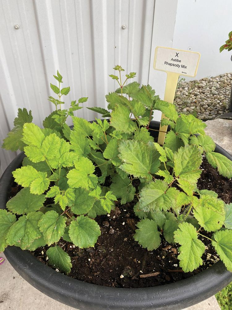 Astilbe, Rhapsody Mix Packet