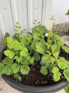 Astilbe, Rhapsody Mix Packet