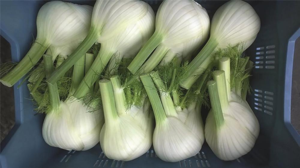 Fennel, Dragon Hybrid Organic Packet