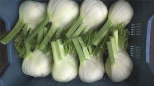 Fennel, Dragon Hybrid Organic Packet