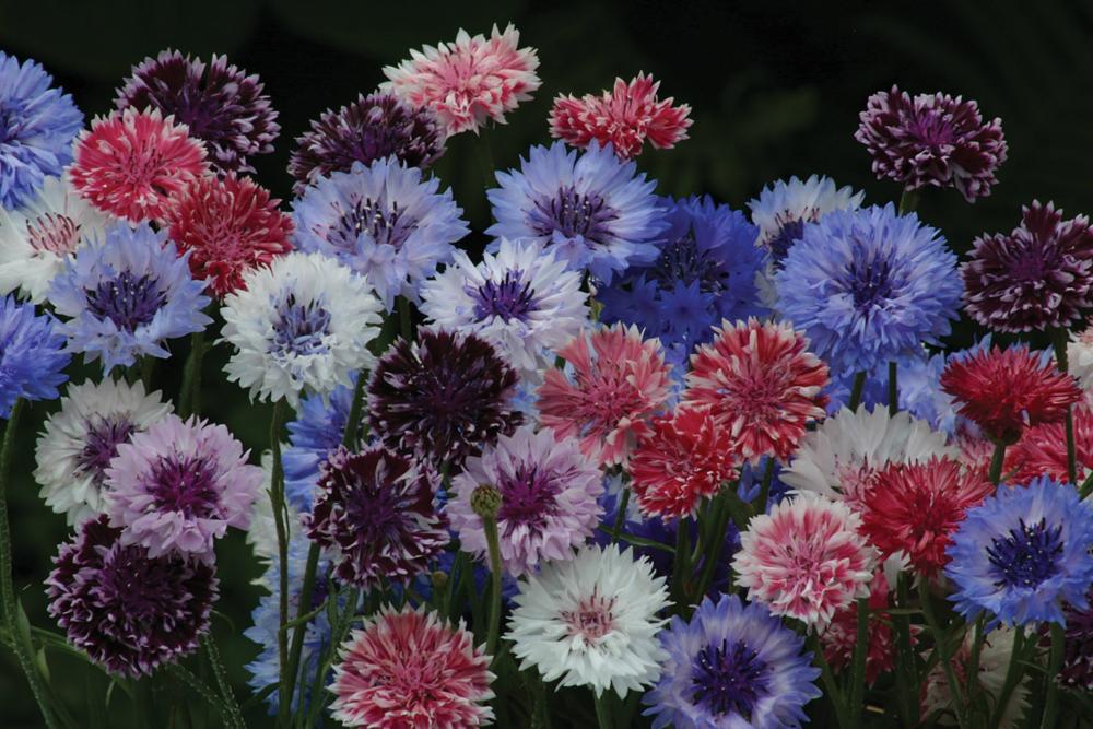 Centaurea, Classic Artistic Mix Packet