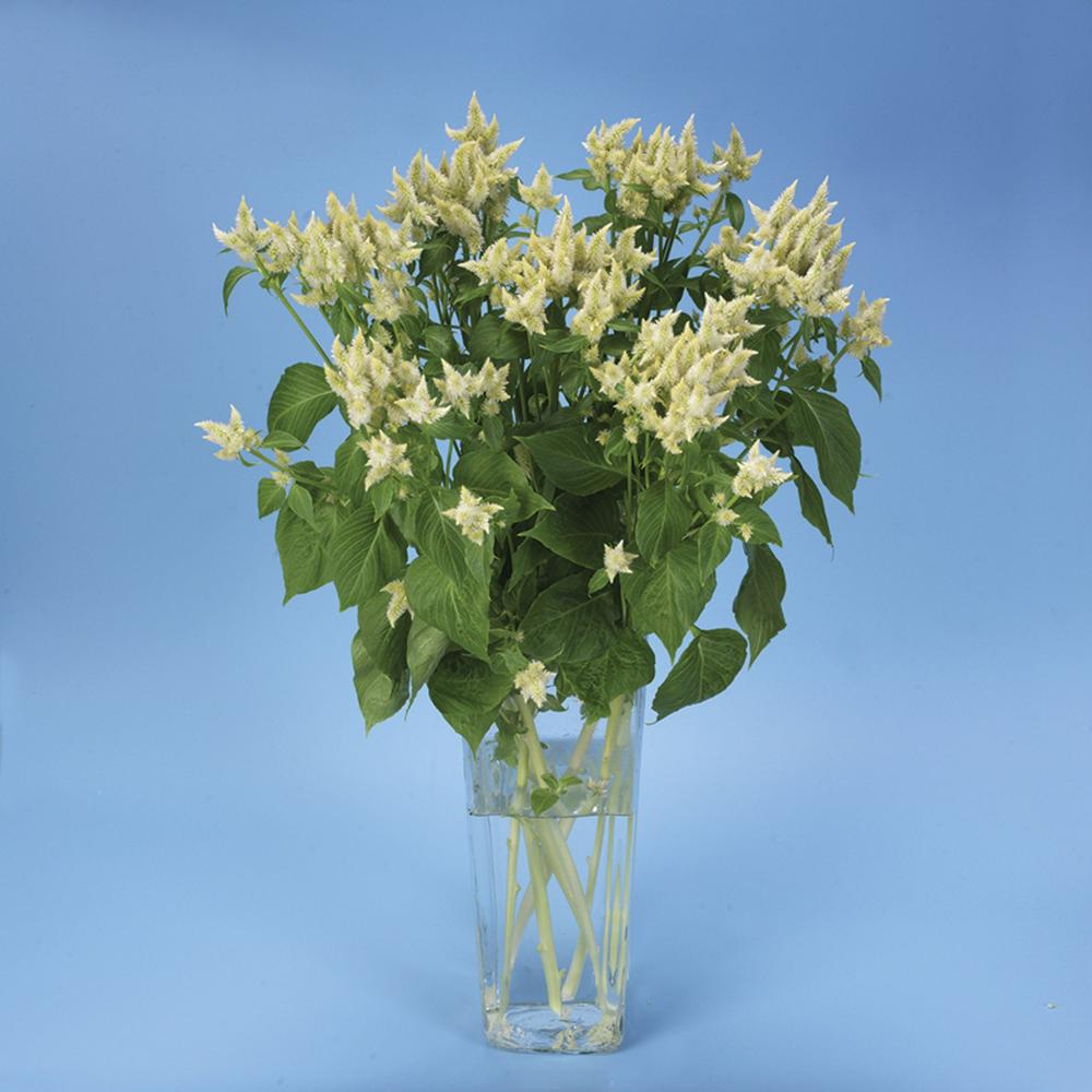 Celosia, Celway White 25 pellets