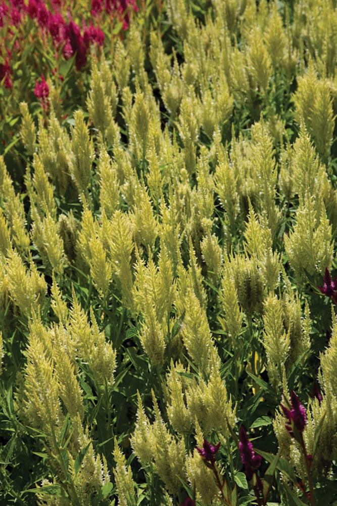 Celosia, Sunday Green Packet
