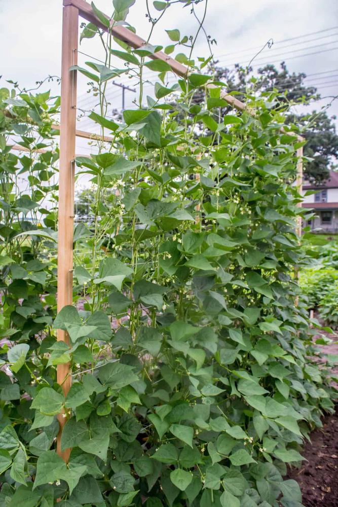 Pole Bean, Seychelles Organic Packet