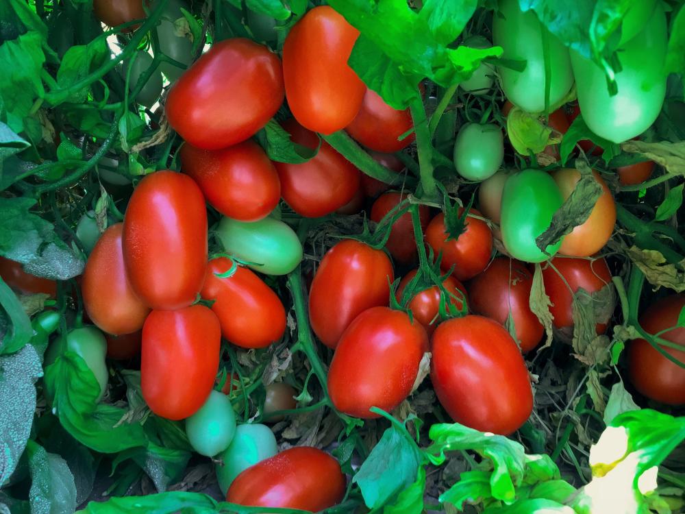 Tomato, Shelby Hybrid Packet