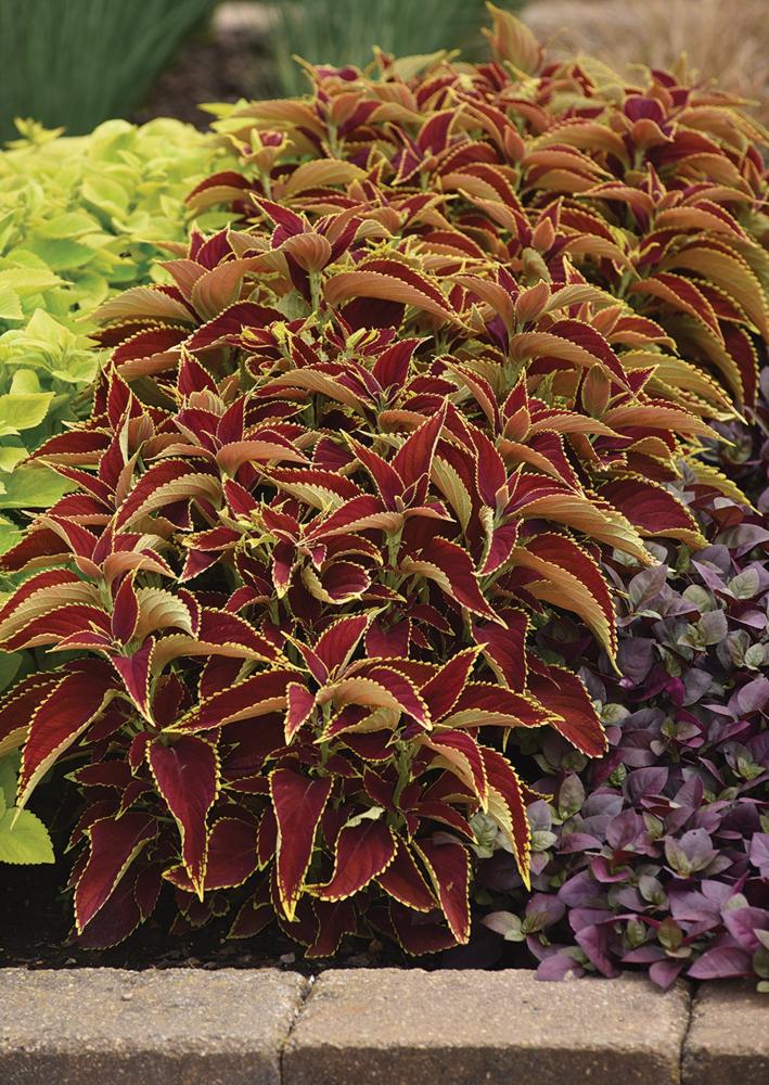 Coleus, Ruby Hearts Packet