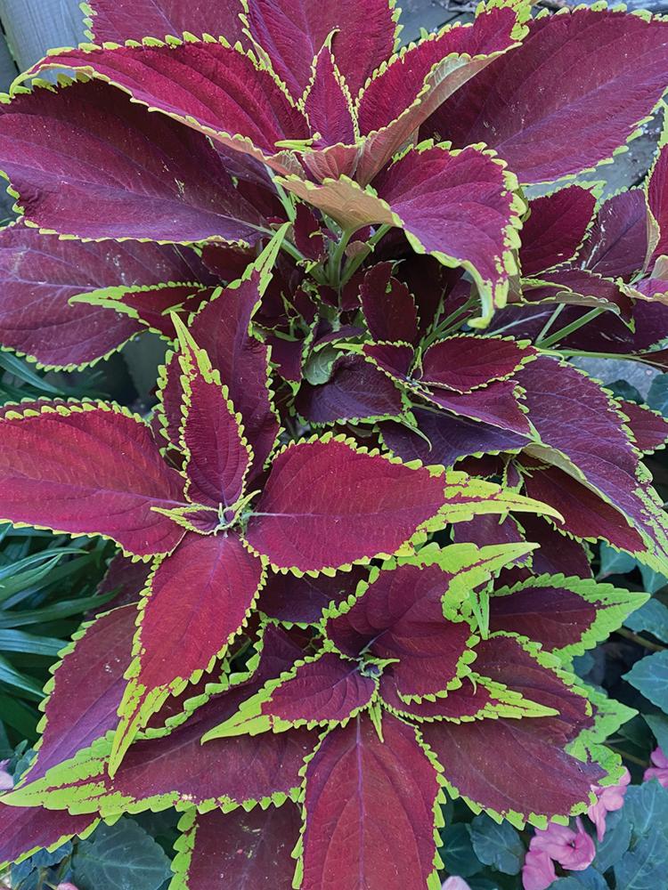 Coleus, Ruby Hearts Packet