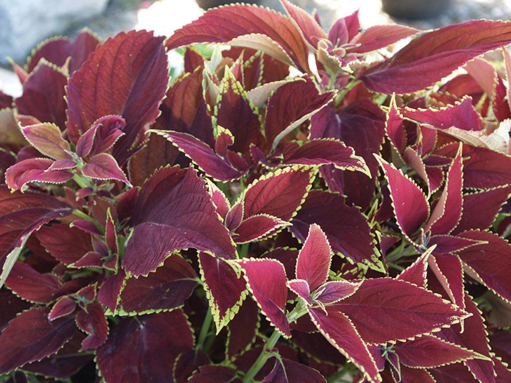 Coleus, Ruby Hearts Packet