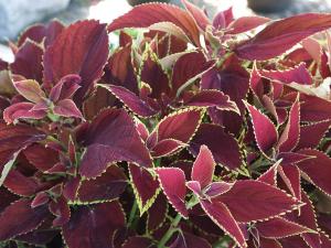 Coleus, Ruby Hearts Packet