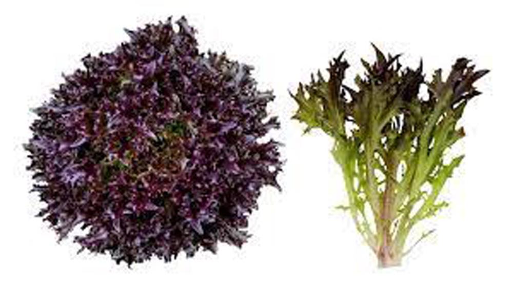 Lettuce, Rhone Organic Packet