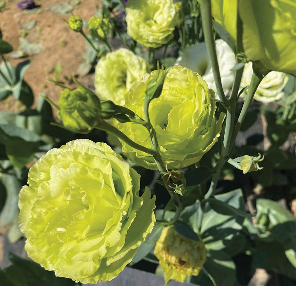 Lisianthus, Roseanne Green Packet
