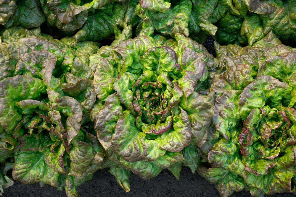 Lettuce, Red Tide Packet