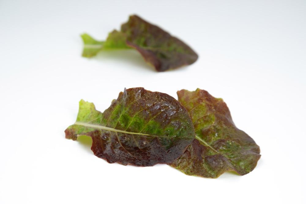 Lettuce, Red Tide Packet