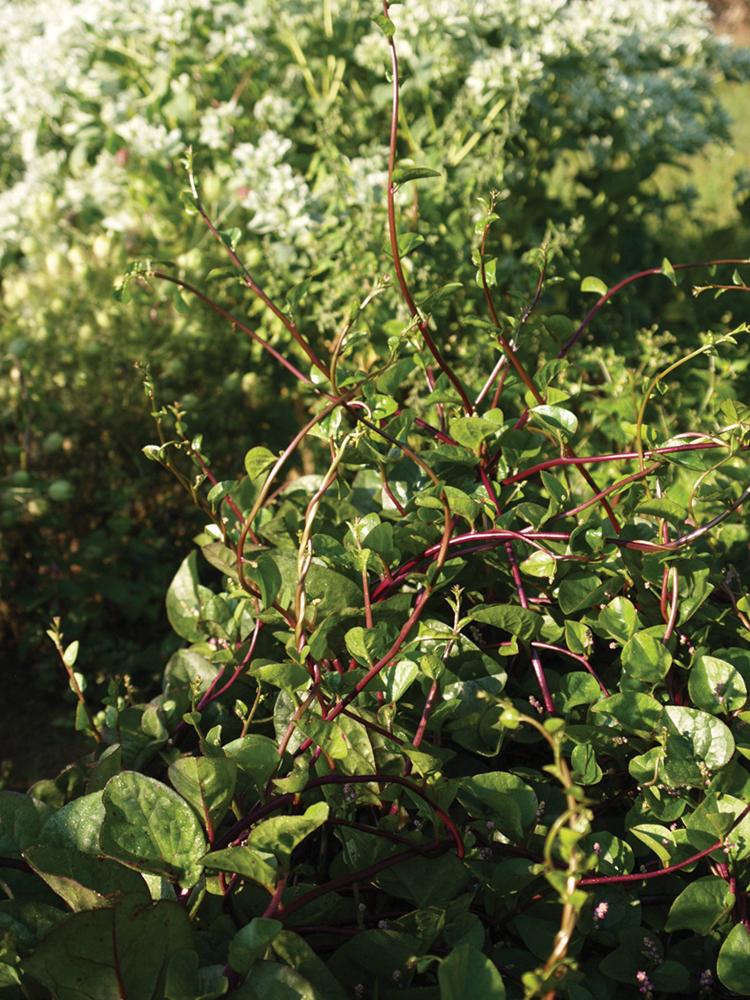Climbers, Red Malabar Spinach Packet