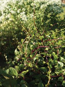 Climbers, Red Malabar Spinach Packet