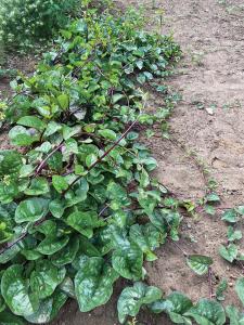 Climbers, Red Malabar Spinach Packet