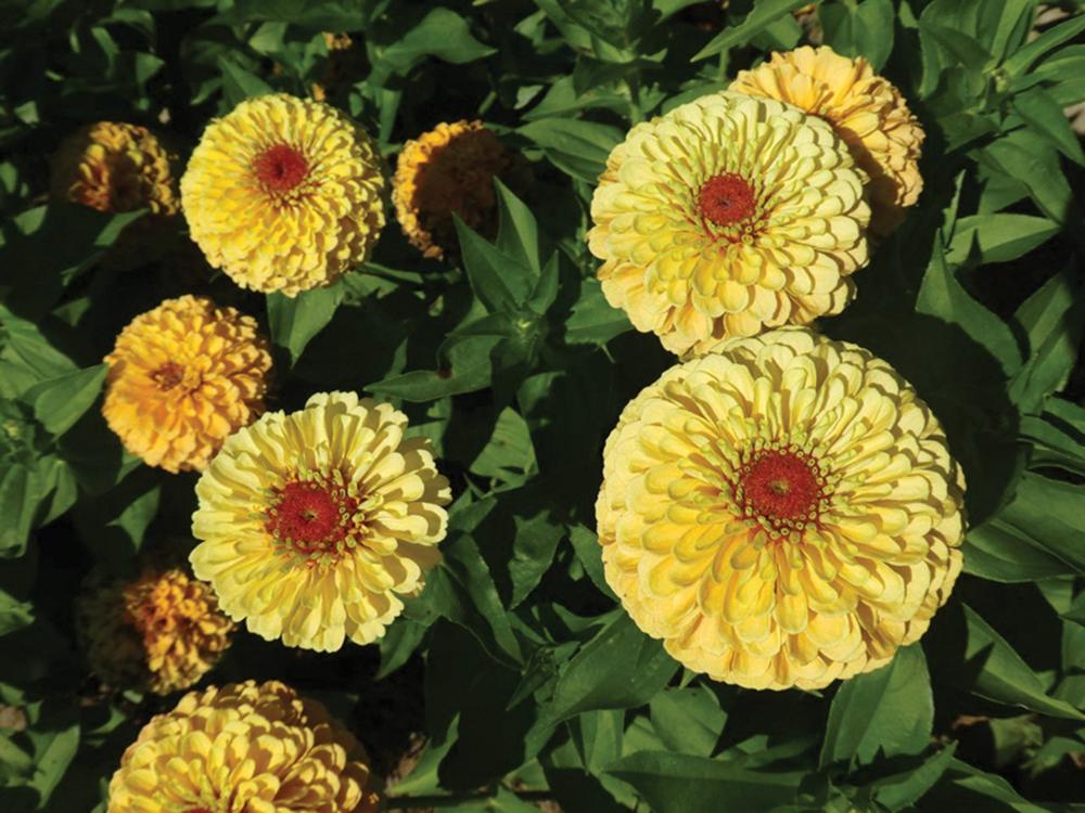 Zinnia, Queeny Lemon-Peach Packet