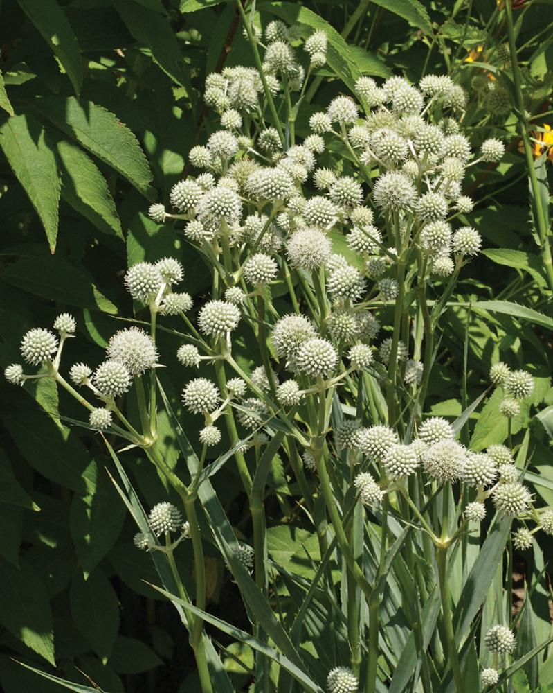 Eryngium, Rattlesnake Master Packet