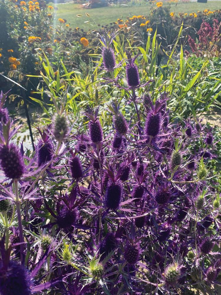 Eryngium, Purple Sheen Packet