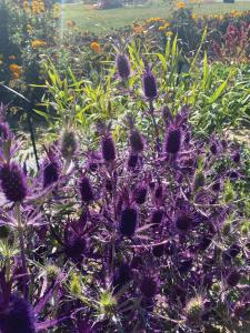 Eryngium, Purple Sheen Packet