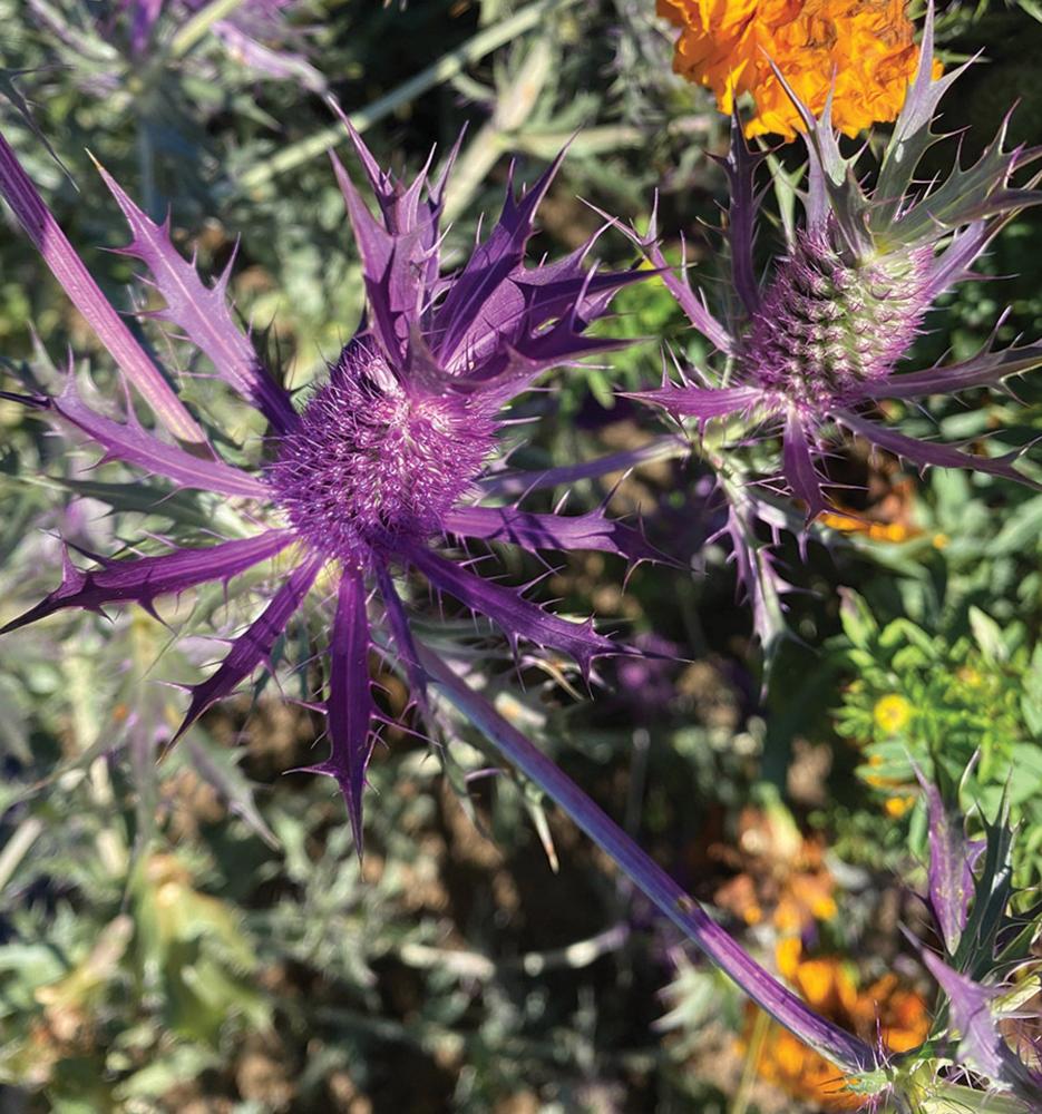 Eryngium, Purple Sheen Packet