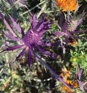 Eryngium, Purple Sheen Packet