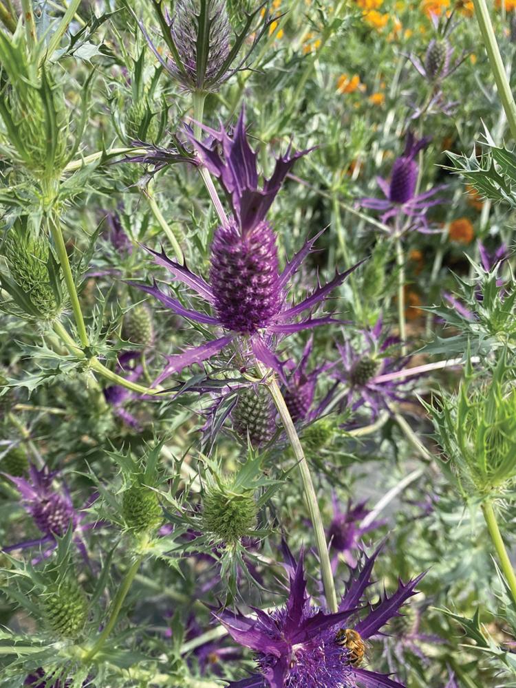 Eryngium, Purple Sheen Packet