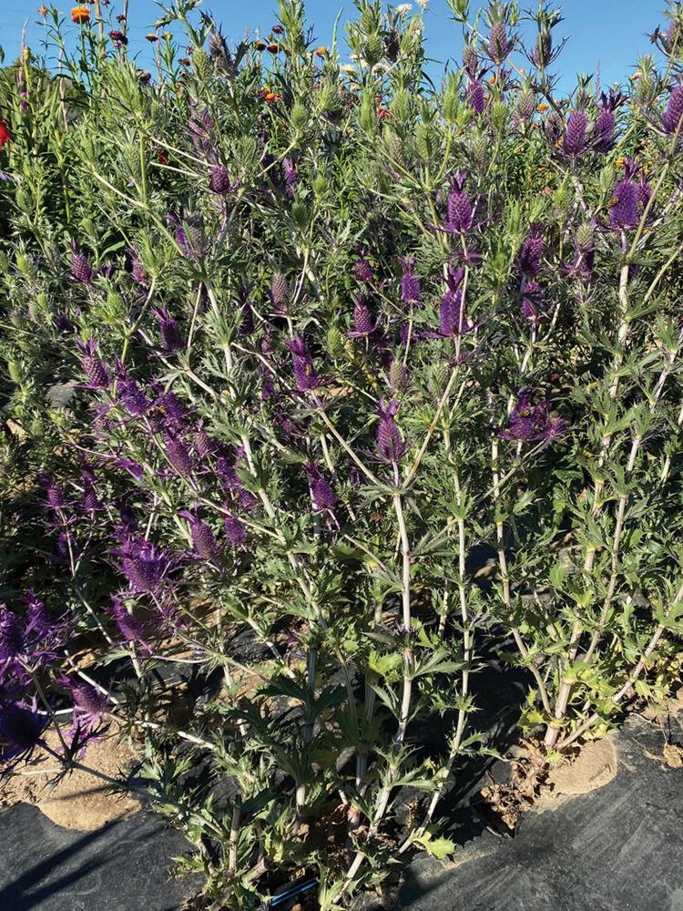 Eryngium, Purple Sheen Packet