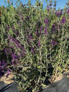 Eryngium, Purple Sheen Packet