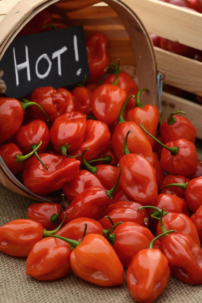 Pepper, Primero Red Packet
