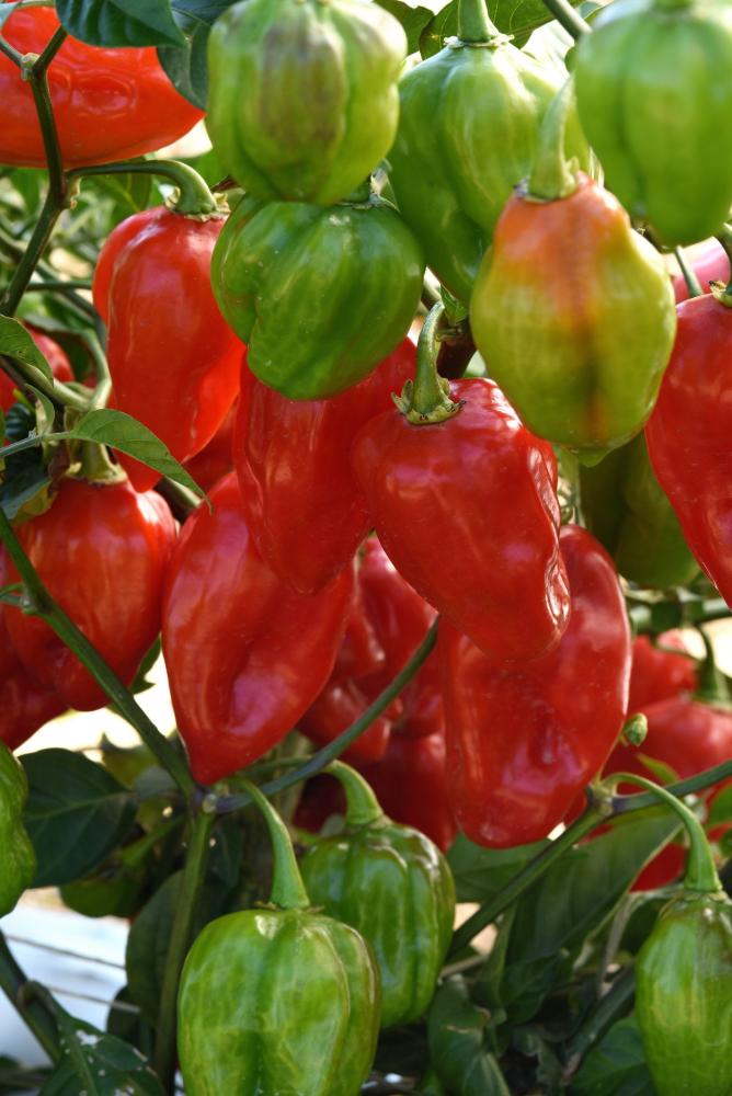 Pepper, Primero Red Packet