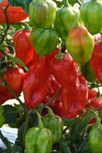 Pepper, Primero Red Packet