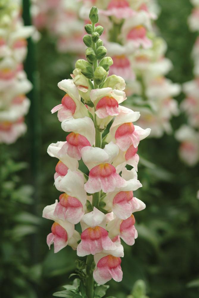 Snapdragon, Potomac Appleblossom Packet